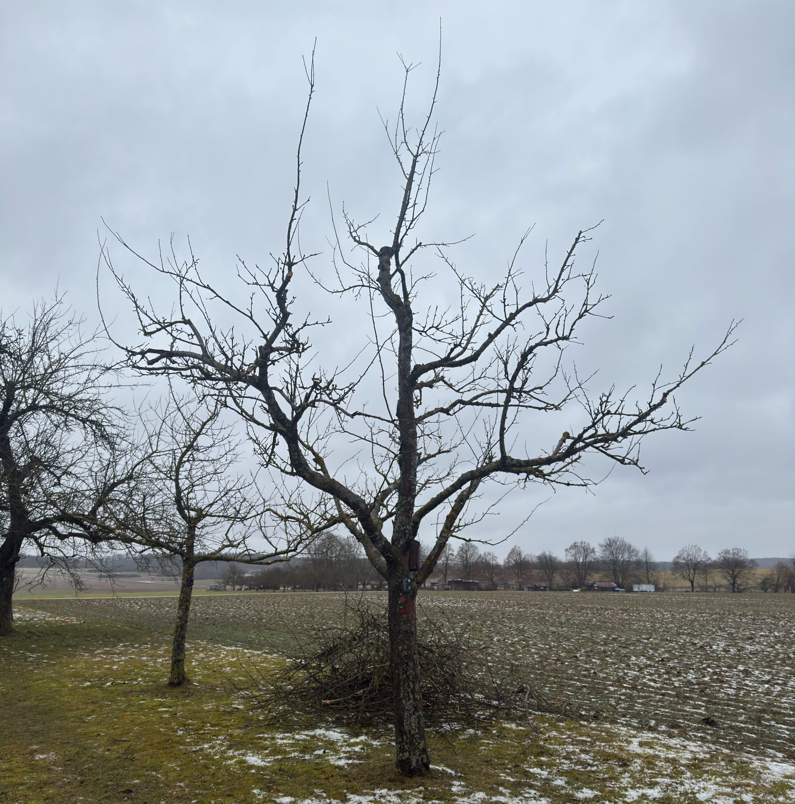 Fachgerecht geschnittener Apfelbaum mit gut ausgebildeten Leitästen und deutlich sichtbarer Stammverlängerung.